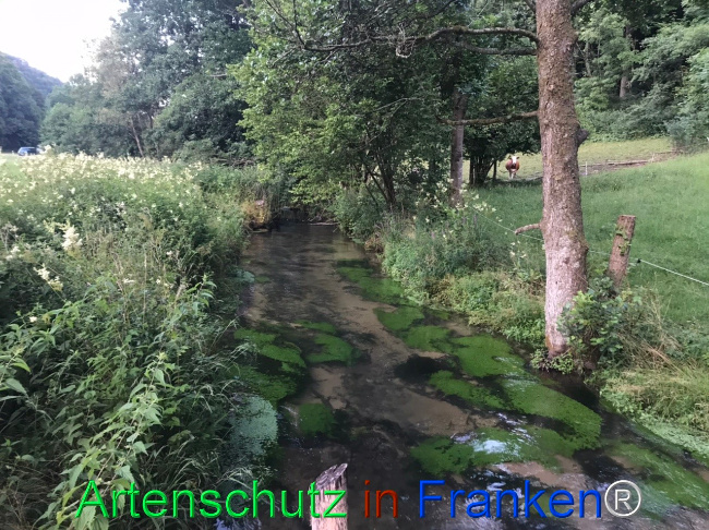 © Artenschutz in Franken® Bild zum Eintrag (1124661-160)