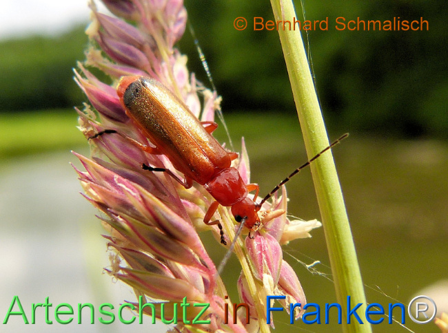 © Artenschutz in Franken® / Bernhard Schmalisch Bild zum Eintrag (1124760-160)