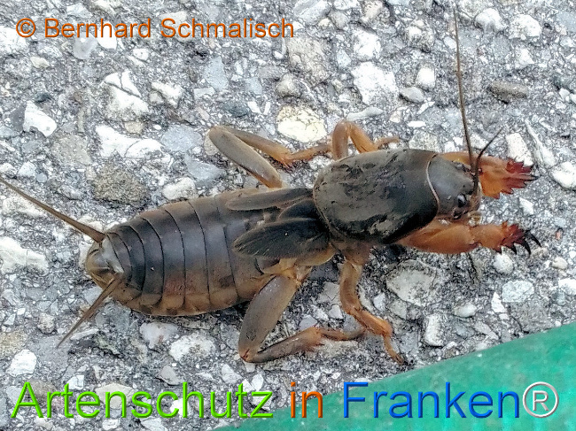 © Artenschutz in Franken® / Bernhard Schmalisch Bild zum Eintrag (1124822-160)