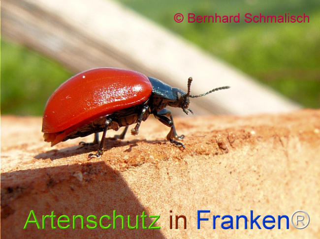 © Artenschutz in Franken® / Bernhard Schmalisch Bild zum Eintrag (1124887-160)
