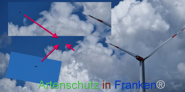 © Artenschutz in Franken® Bild zum Eintrag (1124942-160)