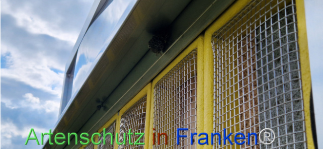 © Artenschutz in Franken® Bild zum Eintrag (1124956-160)