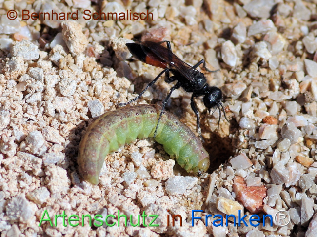 © Artenschutz in Franken® / Bernhard Schmalisch Bild zum Eintrag (1125048-160)