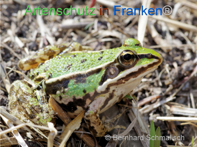 © Artenschutz in Franken® / Bernhard Schmalisch Bild zum Eintrag (1125175-160)