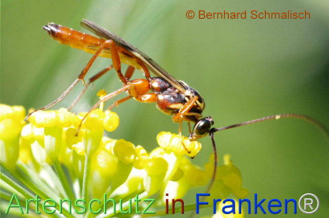 © Artenschutz in Franken® / Bernhard Schmalisch Bild zum Eintrag (1125243-160)