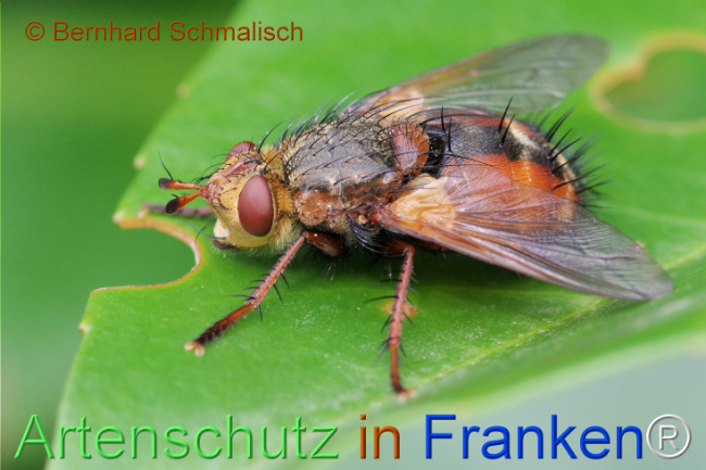 © Artenschutz in Franken® / Bernhard Schmalisch Bild zum Eintrag (1125272-160)