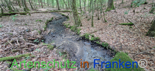 © Artenschutz in Franken® Bild zum Eintrag (1125282-160)