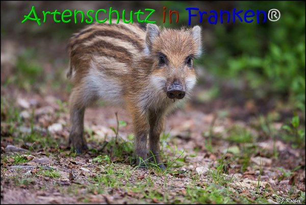 © Artenschutz in Franken® / Johannes Rother Bild zum Eintrag (1125516-160)