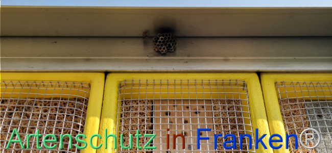 © Artenschutz in Franken® Bild zum Eintrag (1125532-160)