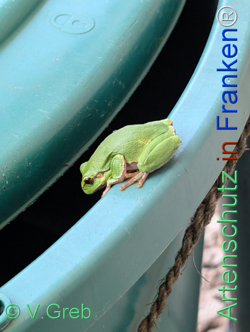 © Artenschutz in Franken® / V.Greb Bild zum Eintrag (1125536-160)