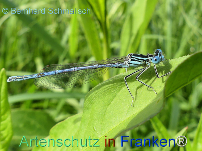 © Artenschutz in Franken® / Bernhard Schmalisch Bild zum Eintrag (1125556-160)