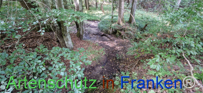 © Artenschutz in Franken® Bild zum Eintrag (1125666-160)