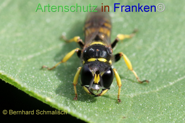 © Artenschutz in Franken® / Bernhard Schmalisch Bild zum Eintrag (1125701-160)