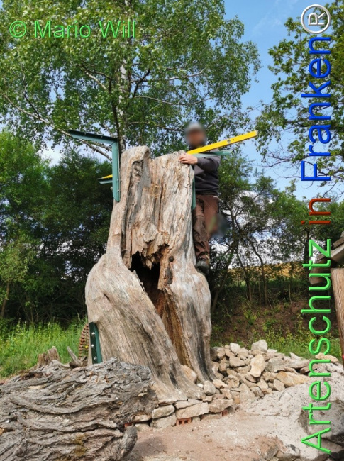 © Artenschutz in Franken® / Mario Will Bild zum Eintrag (1125791-160)