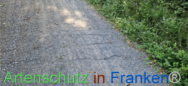 © Artenschutz in Franken® Bild zum Eintrag (1125803-160)