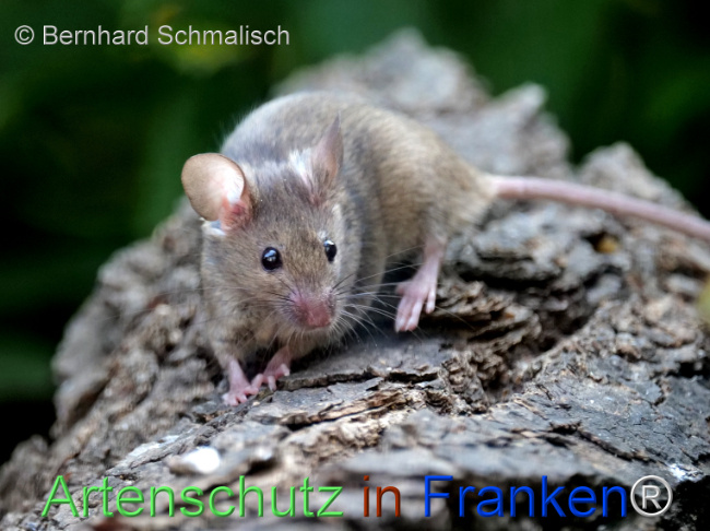 © Artenschutz in Franken® / Bernhard Schmalisch Bild zum Eintrag (1125861-160)