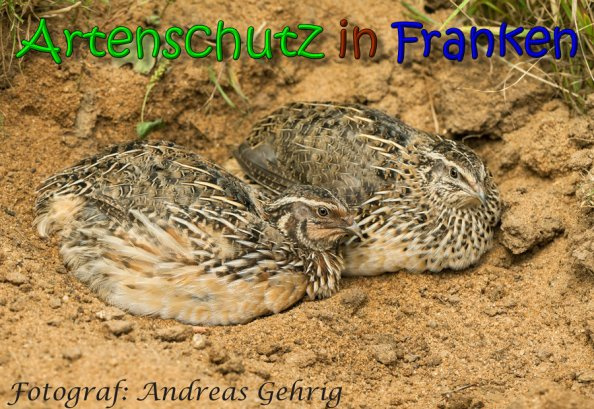 © Artenschutz in Franken® / Andreas Gehrig Bild zum Eintrag (1126021-160)