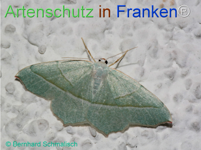 © Artenschutz in Franken® / Bernhard Schmalisch Bild zum Eintrag (1126114-160)
