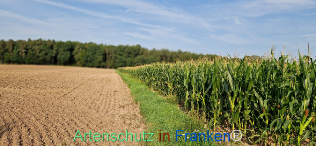 © Artenschutz in Franken® Bild zum Eintrag (1126379-160)