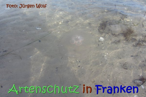© Artenschutz in Franken® / Jürgen Wolf Bild zum Eintrag (1126545-160)