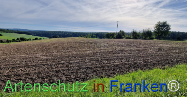 © Artenschutz in Franken® Bild zum Eintrag (1126656-160)