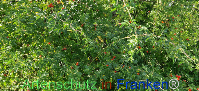 © Artenschutz in Franken® Bild zum Eintrag (1126657-160)