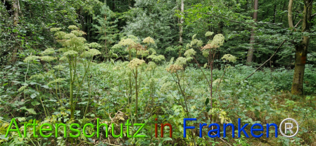 © Artenschutz in Franken® Bild zum Eintrag (1126658-160)