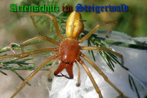 © Artenschutz in Franken® / Albert Meier Bild zum Eintrag (1126659-160)