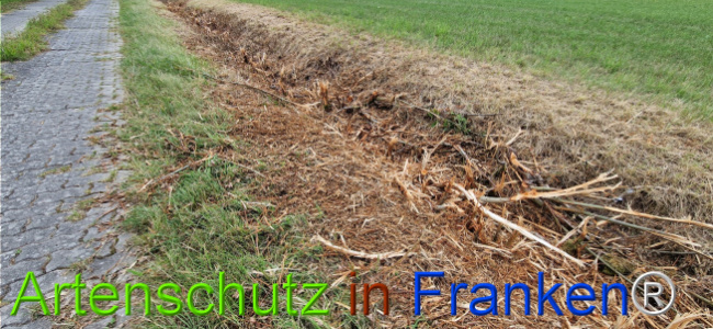 © Artenschutz in Franken® Bild zum Eintrag (1126662-160)