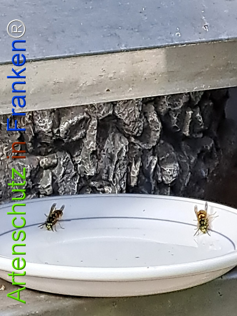 © Artenschutz in Franken® Bild zum Eintrag (1126664-160)