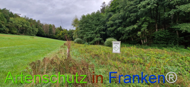 © Artenschutz in Franken® Bild zum Eintrag (1126688-160)