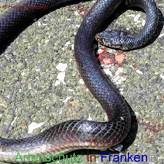 © Artenschutz in Franken® / Helga Zinnecker Bild zum Eintrag (1126742-160)