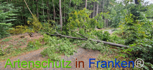 © Artenschutz in Franken® Bild zum Eintrag (1126777-160)