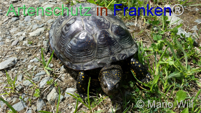 © Artenschutz in Franken® / Mario Will Bild zum Eintrag (1126860-160)