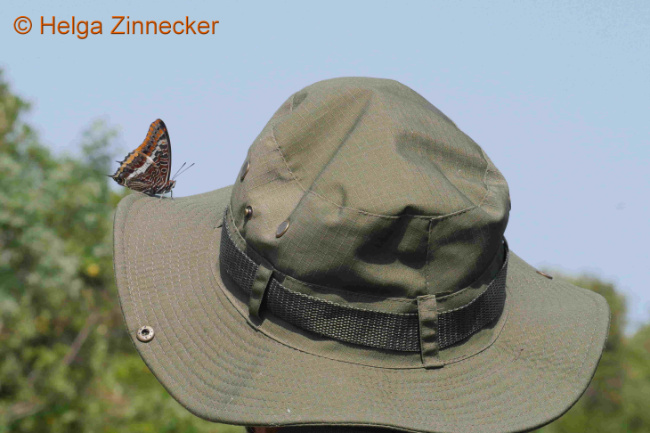 © Artenschutz in Franken® / Helga Zinnecker Bild zum Eintrag (1126941-160)