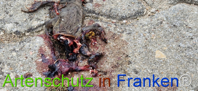 © Artenschutz in Franken® Bild zum Eintrag (1127001-160)