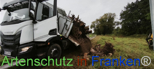© Artenschutz in Franken® Bild zum Eintrag (1127134-160)