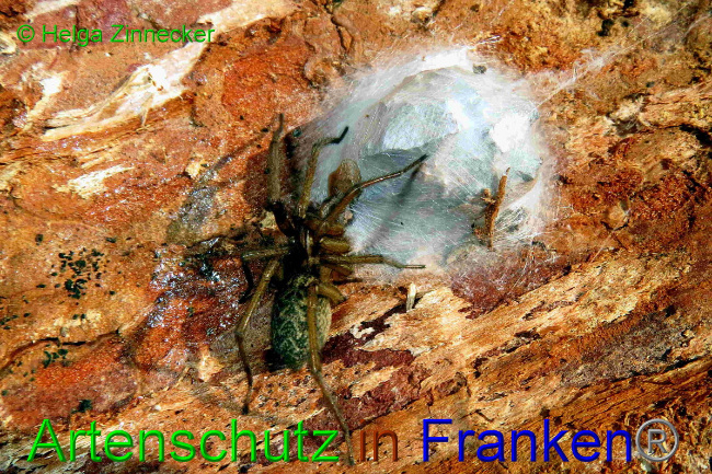 © Artenschutz in Franken® / Helga Zinnecker Bild zum Eintrag (1127149-160)