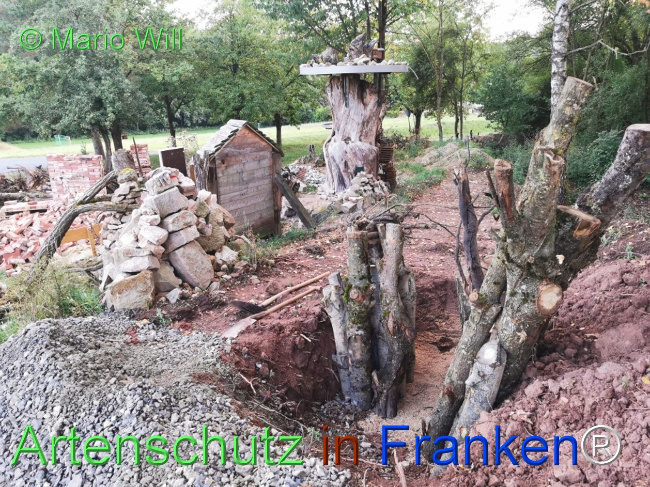 © Artenschutz in Franken® / Mario Will Bild zum Eintrag (1127348-160)