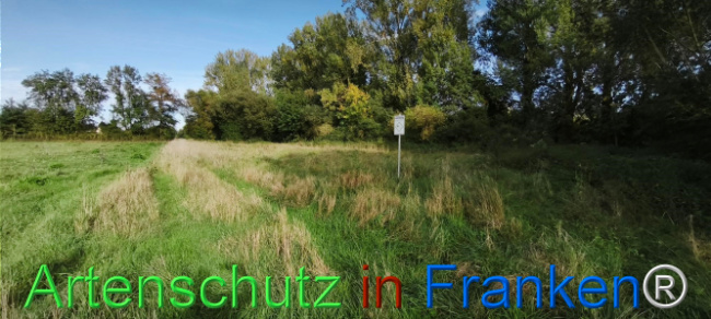 © Artenschutz in Franken® Bild zum Eintrag (1127439-160)