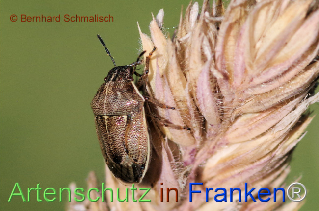 © Artenschutz in Franken® / Bernhard Schmalisch Bild zum Eintrag (1127619-160)