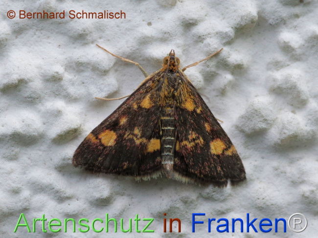 © Artenschutz in Franken® / Bernhard Schmalisch Bild zum Eintrag (1127639-160)
