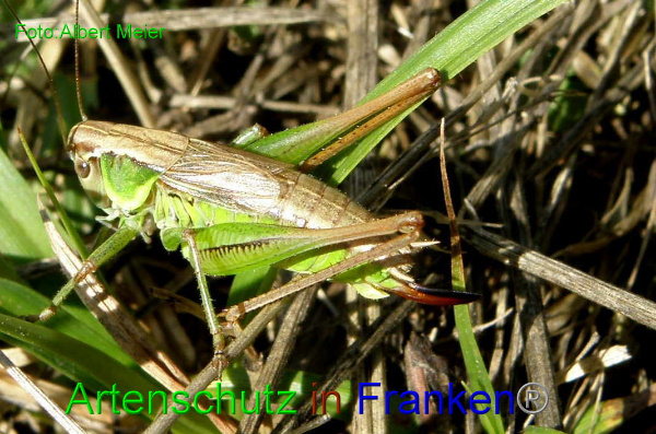 © Artenschutz in Franken® / Albert Meier Bild zum Eintrag (1127773-160)