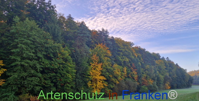 © Artenschutz in Franken® Bild zum Eintrag (1127870-160)