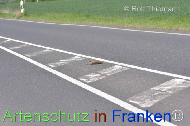 © Artenschutz in Franken® / © Rolf Thiemann Bild zum Eintrag (1127886-160)