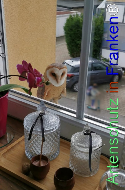 © Artenschutz in Franken® Bild zum Eintrag (1127925-160)