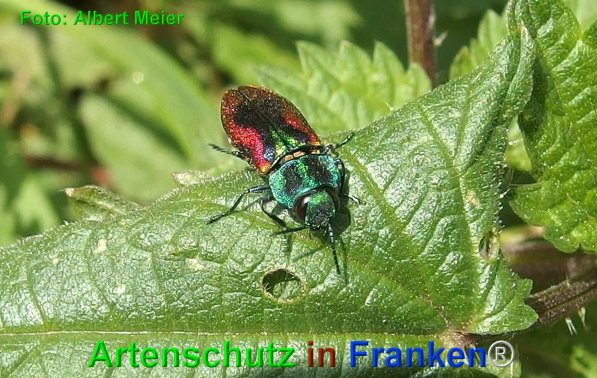 © Artenschutz in Franken® / Albert Meier   Bild zum Eintrag (1128019-160)
