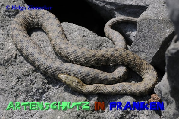 © Artenschutz in Franken® / Helga Zinnecker  Bild zum Eintrag (1128045-160)