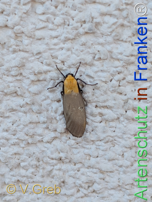 © Artenschutz in Franken® / V.Greb Bild zum Eintrag (1128091-160)