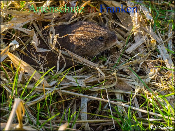 Bild zum Eintrag (1128234-160)